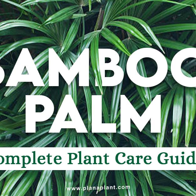 Bamboo palm - complete plant care guide