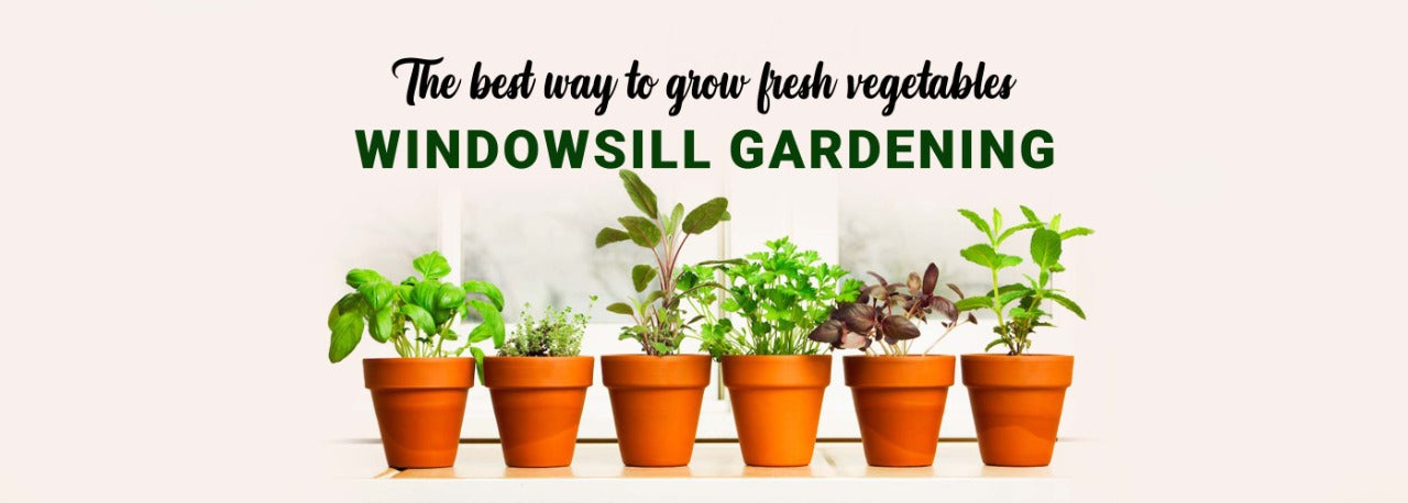 The best way to grow fresh vegetables and herbs - Windowsill gardening