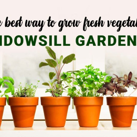 The best way to grow fresh vegetables and herbs - Windowsill gardening
