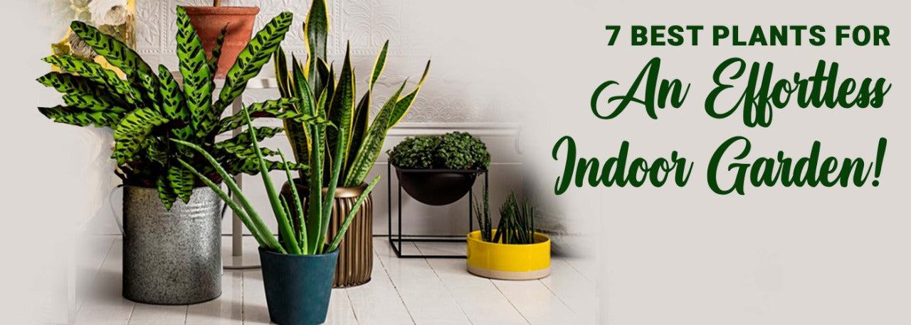 7 best plants for an effortless indoor garden!