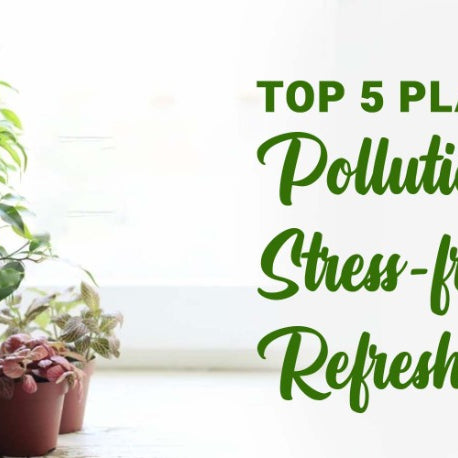 Top 5 plants for a pollution-free, stress-free & refreshing home!