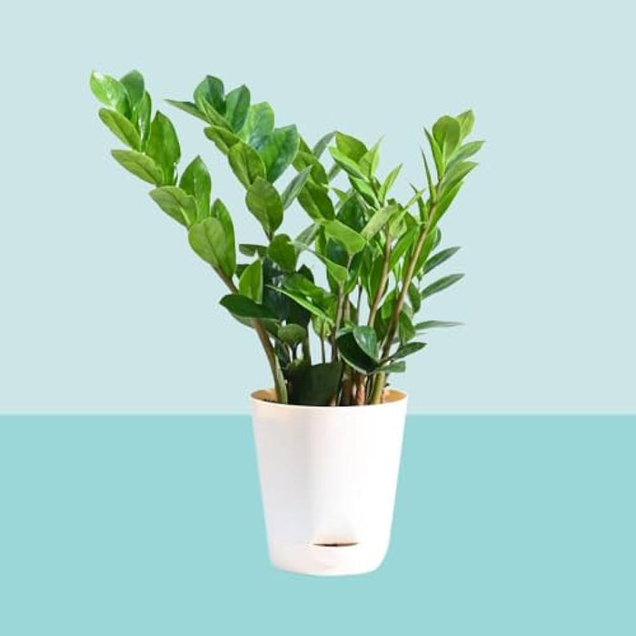 Zamia (zz plant ) in 5inch Self Watering pot