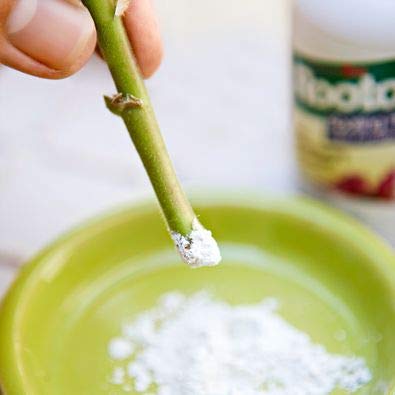 Rooting Harmone (50gms)