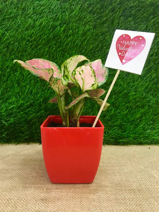 Aglaonema Pink Valentine