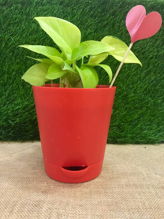Love Neon Pothos for valentine