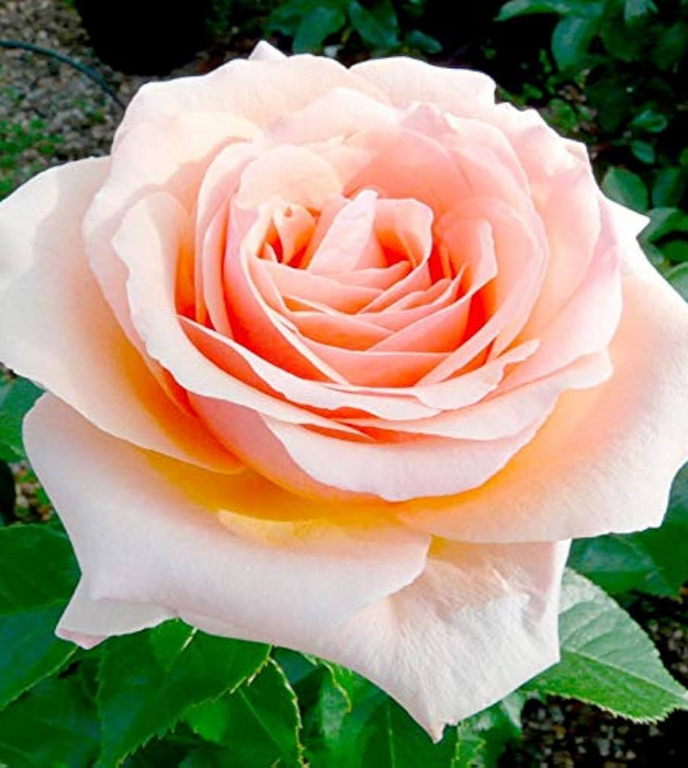 Rose (Peach) - Plant