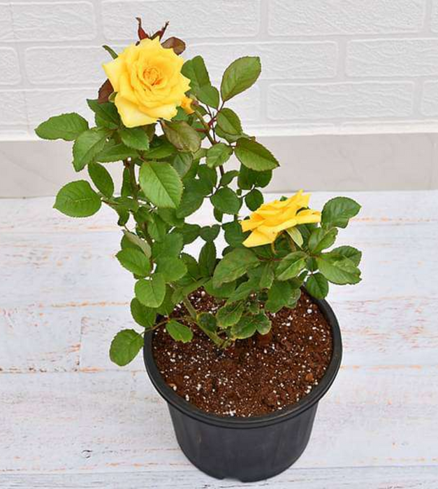 Rose (Yellow) - Plant