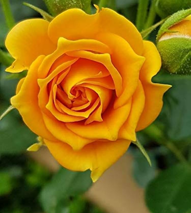 Rose (Yellow) - Plant