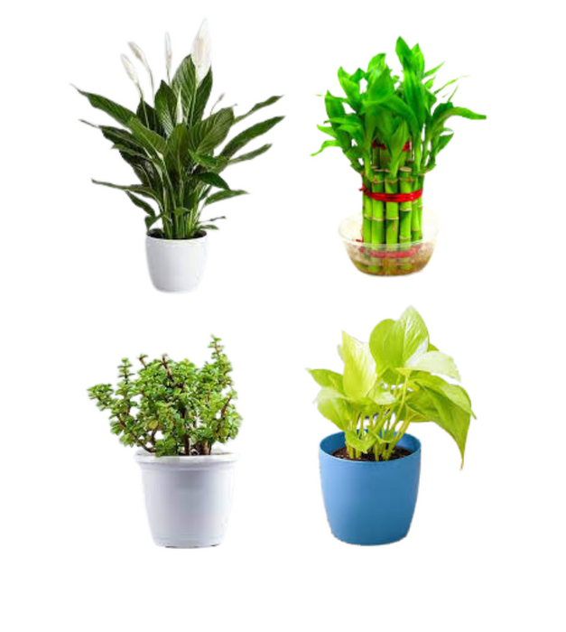 Good luck and prosperity plants pack