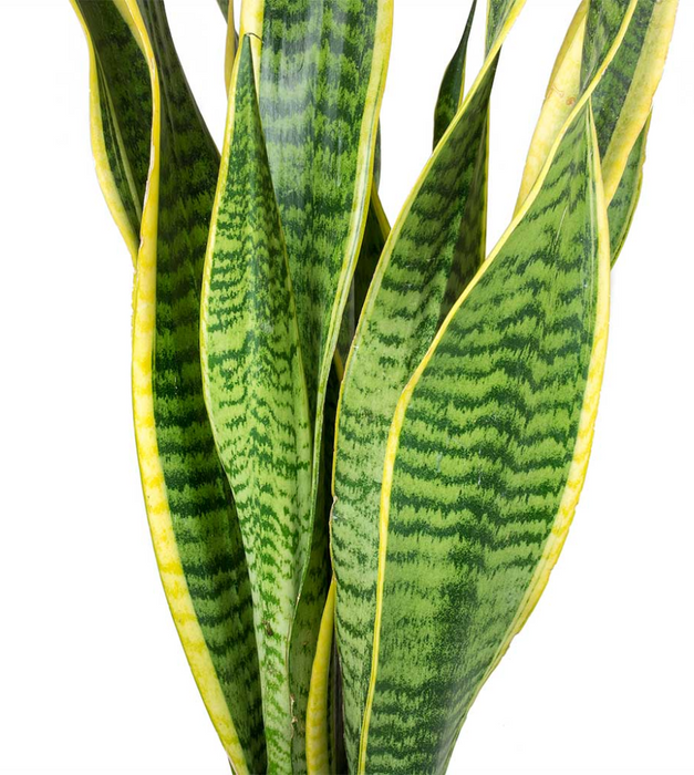 Snake Plant with Pot