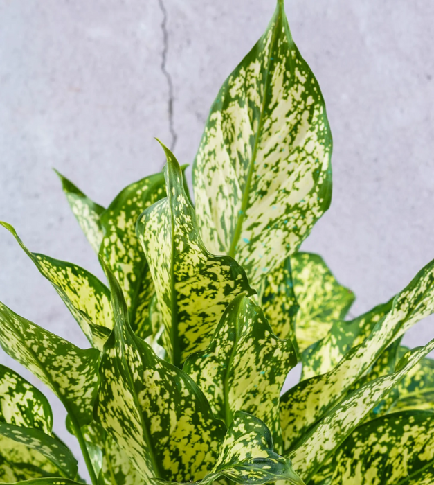 Aglaonema costatum, Chinese Evergreen (Green) - Plant