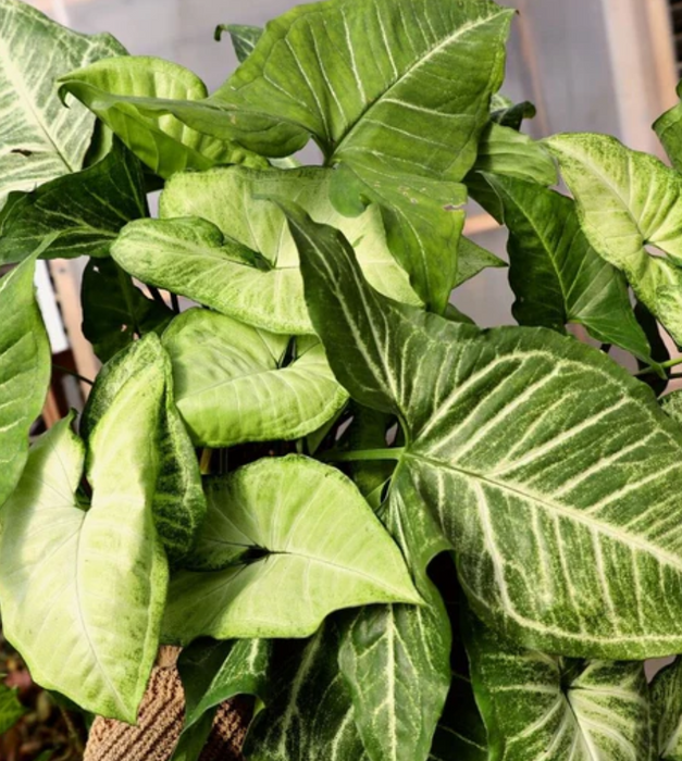 Syngonium variegated - Plant
