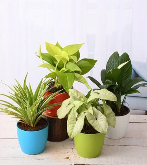 Best 4 Stress Booster plants