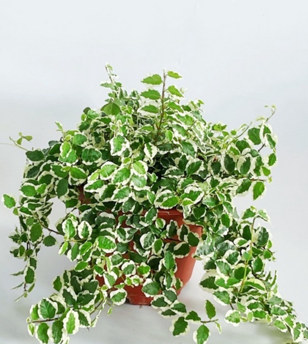 Variegated Creeping fig, Ficus pumila - Plant