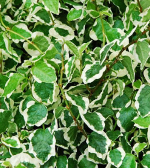 Variegated Creeping fig, Ficus pumila - Plant