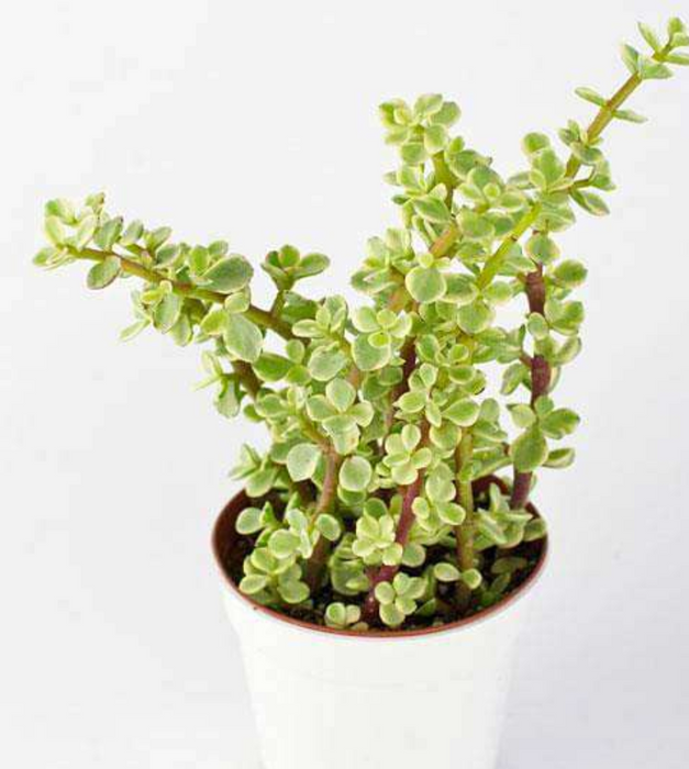 Variegated elephant bush, Jade plant variegated - Succulent Plant