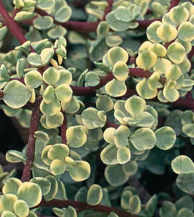 Variegated elephant bush, Jade plant variegated - Succulent Plant