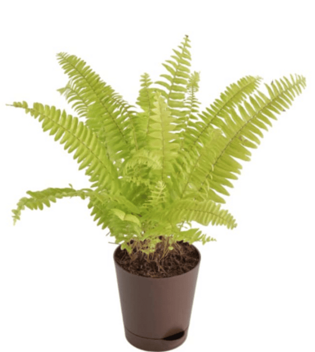 Golden Fern - Plant