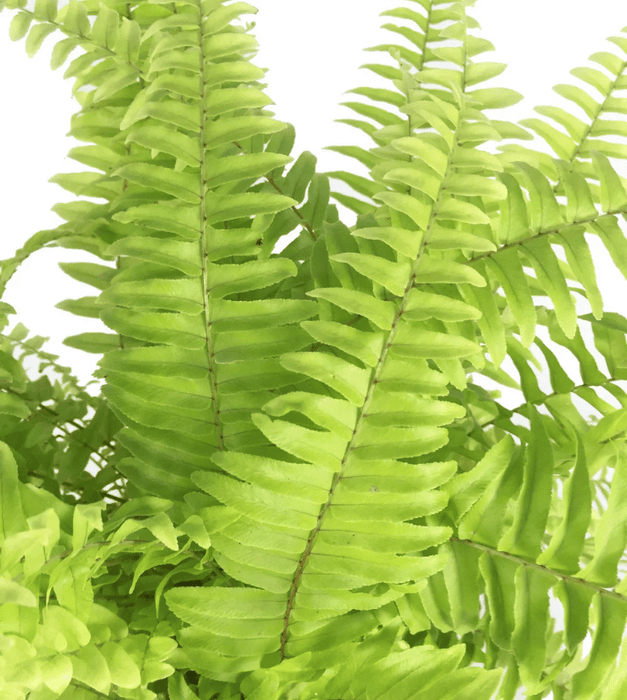 Golden Fern - Plant