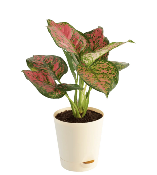 Aglaonema widuri, Aglaonema Pink Peacock - Plant