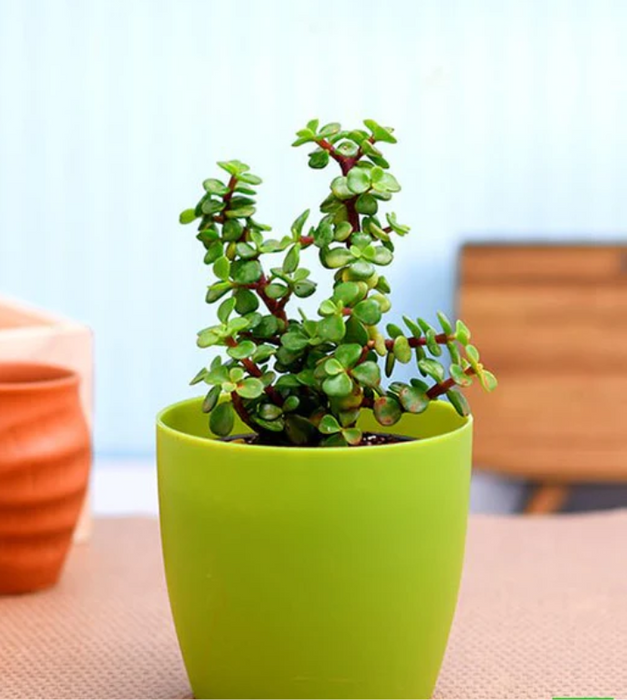 Jade plant with colorful pot