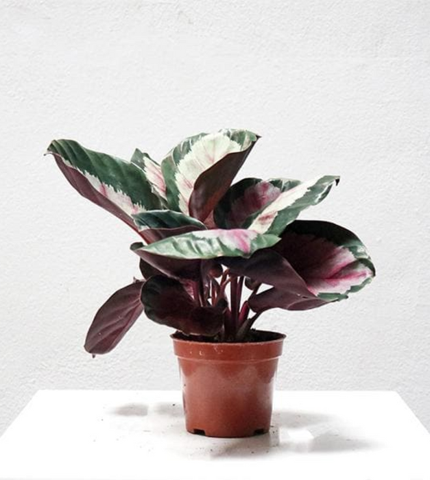 Calathea Corona - Plant