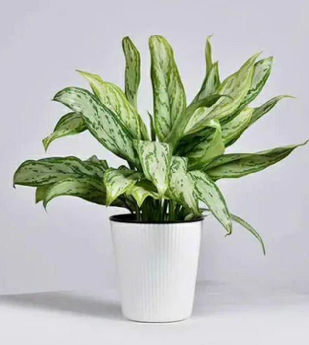 Aglaonema Commutatum Silver Queen - Plant