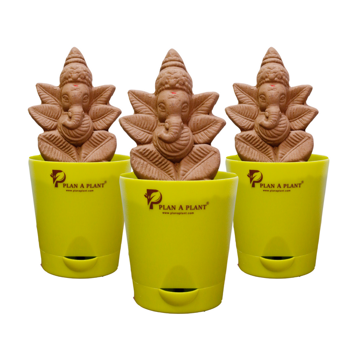 Plant Ganesh Premium - Combo of 3