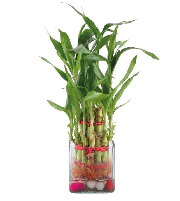 Two Layer Lucky Bamboo in Glass pot