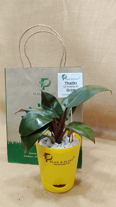 Black Philodendron