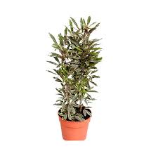 Aralia Black - Plant