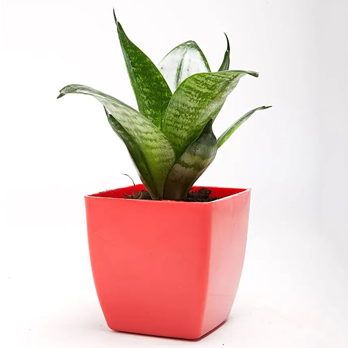 Sansaveria with lovable pot