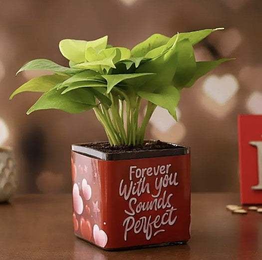 Money Plant In Glass Vase - valentine