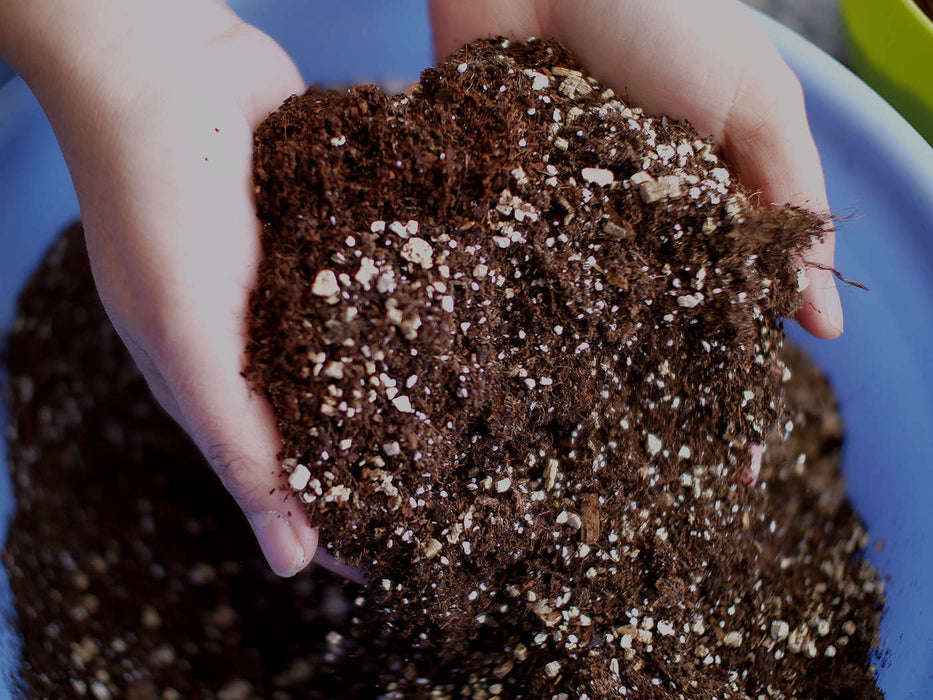 Cactus and Succulent Potting Mix (100gms)