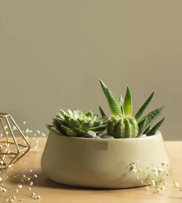Tulip Fantasy  Planter- Flat