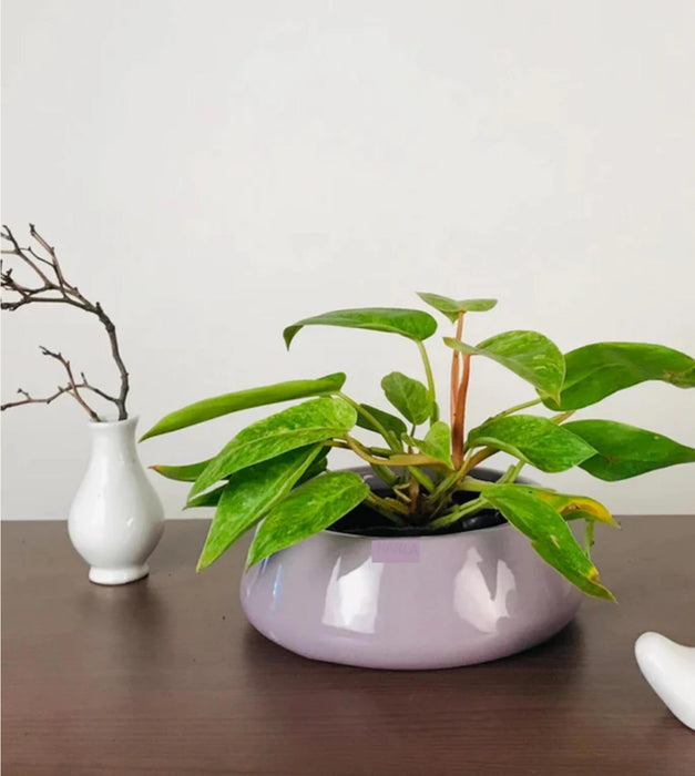 Tulip Fantasy  Planter- Flat