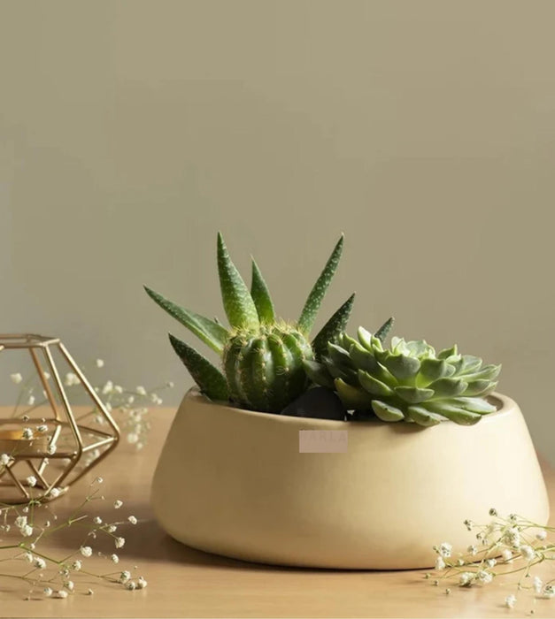Tulip Fantasy  Planter- Flat