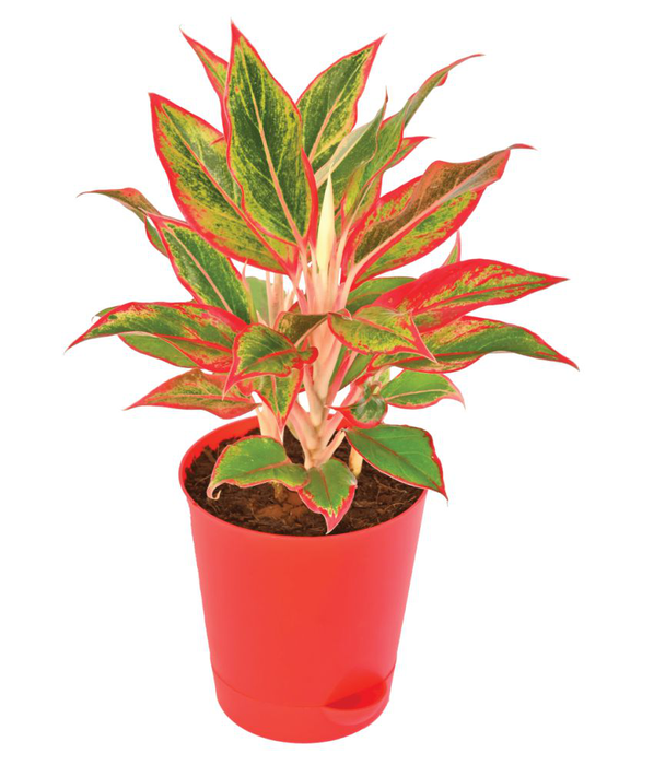 Aglaonema red plant with 5inch self watering pot