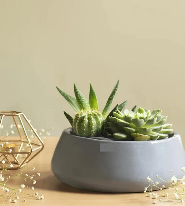 Tulip Fantasy  Planter- Flat