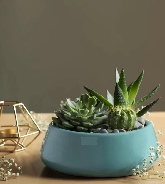 Tulip Fantasy  Planter- Flat