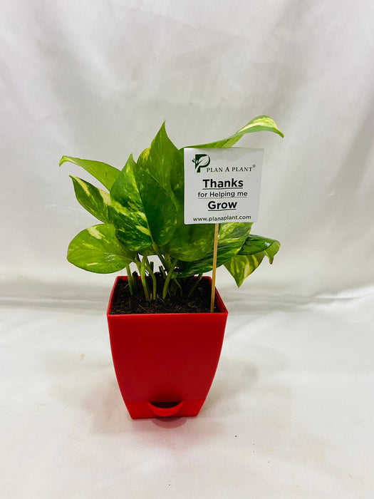 Money plant Green in 3inch Self Watering pot