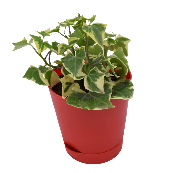 English ivy