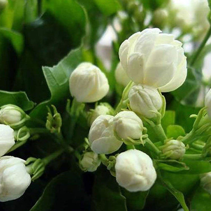 Jasminum (Jasmin) 5inch Self Watering Pot