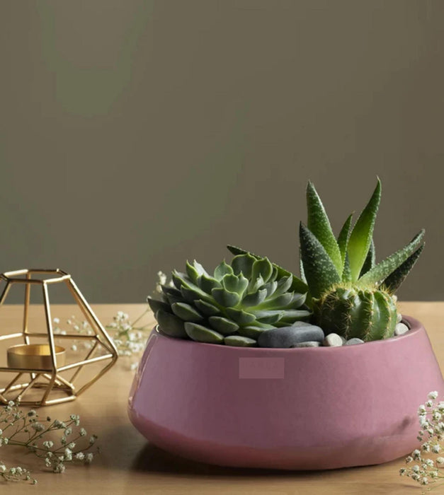 Tulip Fantasy  Planter- Flat