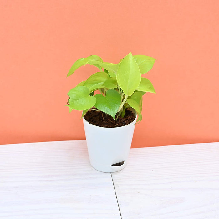 Money plant Golden in 5Inch Self Watering pot