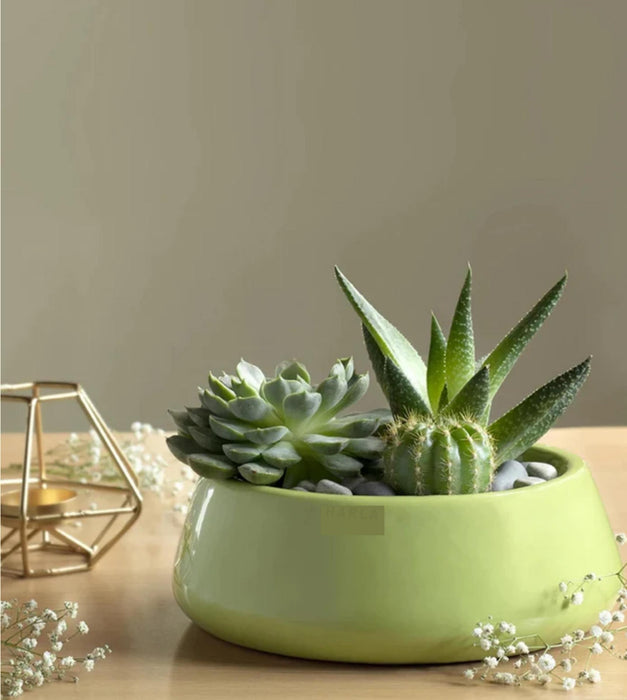Tulip Fantasy  Planter- Flat