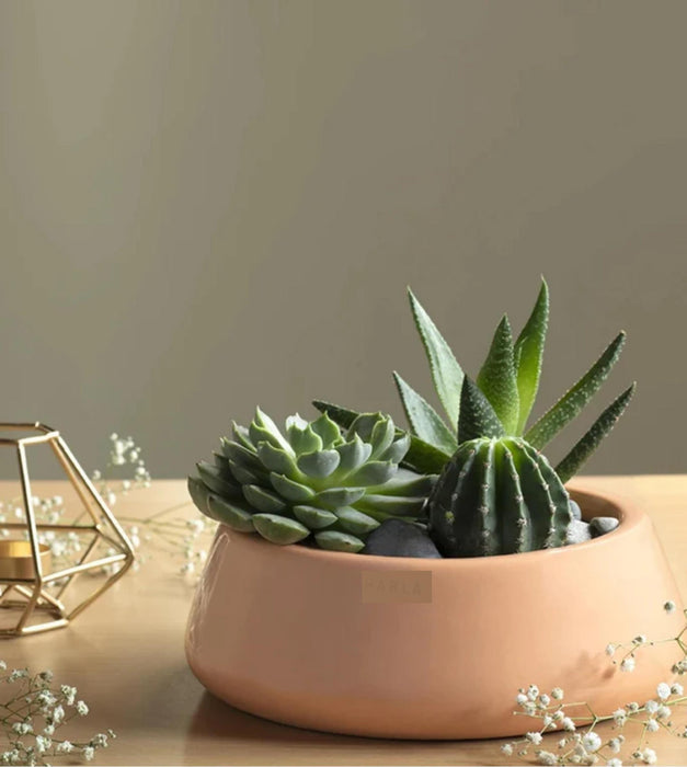 Tulip Fantasy  Planter- Flat