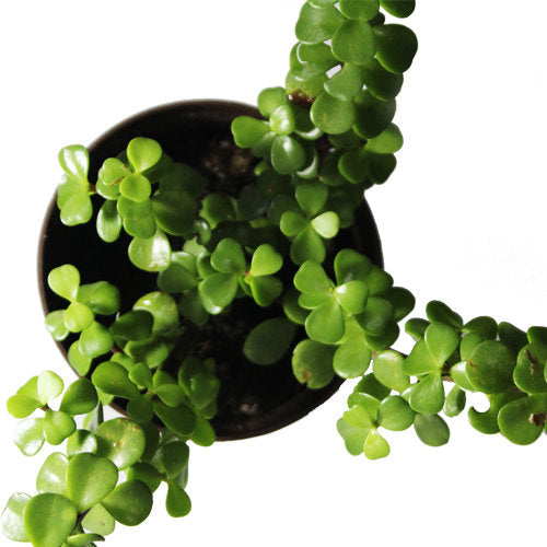 Jade 3Inch Self Watering Pot