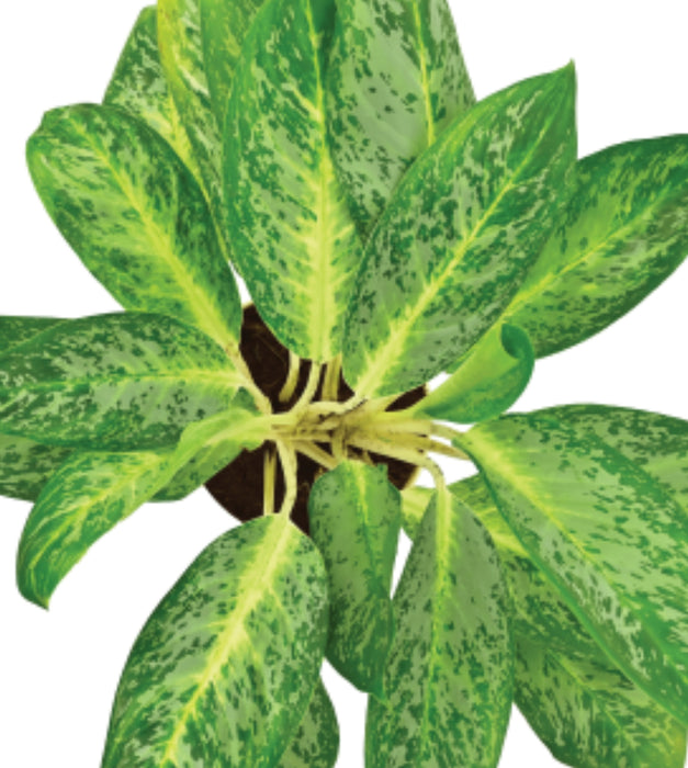 Aglaonema pearl