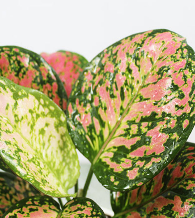 Aglaonema Pink Beauty Plant with Self Watering Pot